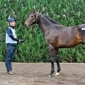 【セレクトセール2025】ローシャムパーク半弟のシスキン産駒に1億3000万円