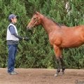 【セレクトセール2025】キタサンブラック産駒に1億1500万円