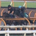 クロノジェネシスの初仔ベレシート 斉藤崇師「体は立派で体型は母似」/関西馬メイクデビュー情報