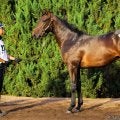 【セレクトセール2025】リスグラシュー半弟が1億7000万円…1歳セリのトリを飾る