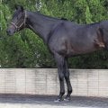 昨年3着馬が小倉記念の好走傾向ぴったり！ 「上位争いに加わる可能性は非常に高い」と馬体派記者も期待