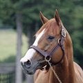 重賞4勝のジャスティンがアロースタッドへ 26年から種牡馬生活