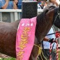 【アイビスSD】牝馬が強い一戦 内枠勢の戦法にも要注意