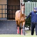 プログノーシスが種牡馬生活送るブリーダーズSSに到着