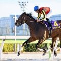 【レパードS登録馬】ジャナドリアなど23頭