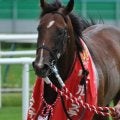 エルムS男・岩田康誠 過去の5勝を振り返る