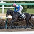 エルムS ロードクロンヌが予想1番人気