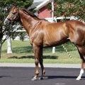 重賞3勝馬ボッケリーニがイーストスタッドに移動 26年から種牡馬に