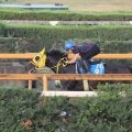 ブルーミンデザイン、中京記念1週前追い切り速報/栗東トレセンニュース