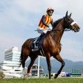 【札幌記念想定】ステレンボッシュやヴェローチェエラなど15頭