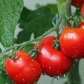 夏ゴルファーの味方『トマト』の魅力！