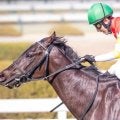母は名牝ラキシス ミラージュナイトが必勝期す自己条件での復帰戦だ