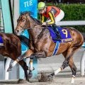 【レパードS枠順確定】ジャナドリアは4枠6番、ヴィンセンシオは6枠10番