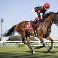 21年スプリングS覇者ヴィクティファルスが登録抹消 今後は大井競馬に移籍する予定