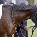 母はGI・3勝ストレイトガール ストレイトアスクが待望の2勝目なるか