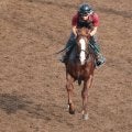 キーンセンスが日曜中京で初陣 松永幹師「(当週には)もっと良くなる」