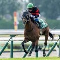 【AI予想・札幌記念】好メンバーが集った伝統の一戦！ 人工知能は中距離重賞で実績残す3頭に高評価