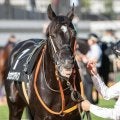 【札幌記念】セレクト5.1億円のショウナンアデイブ 史上最高額のJRA重賞勝ち馬となるか