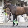 「良馬場ならかなり高い確率で首位争い」 馬体派記者が仕上がりにうなった中京記念出走馬とは  