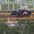 クロワデュノール、仏遠征に向けて追い切り開始/栗東トレセンニュース