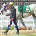 札幌芝はサドラーズウェルズ系に要注意 コスモス賞はニューアライブが波乱呼ぶか