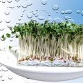 栄養価が高く、美容や健康に良いとされる「スーパーフード」とは