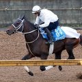 【みやこＳ】帝王賞２着のアウトレンジは５枠９番に決定　ダブルハートボンドは７枠１２番