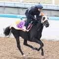 【京王杯２歳Ｓ】「状態面は前回を使って上がって」伊藤伸調教師も自信　コックオーヴァンが最終調整