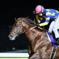 ドンフランキーが登録抹消…優駿スタリオンステーションで種牡馬入りへ
