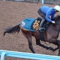 【京王杯２歳Ｓ】血統からの狙いはシュペルリング　