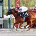 【室町Ｓ】単勝１６番人気ペプチドヤマトがゴール前でとらえる　高倉稜騎手「どのレースを見てもひと脚使える」