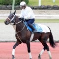 【みやこＳ】単勝１番人気は松山弘平騎手騎乗のアウトレンジで４・０倍　前日最終オッズ