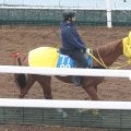 日曜東京競馬場の注目激走馬…東京１１Ｒアルゼンチン共和国杯・Ｇ２