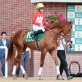 【黄菊賞・山下の特注馬】アーレムアレスが自己条件で巻き返す　ゲート練習も積んで態勢は万全