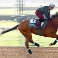 【ジャパンＣ】Ｇ１を３連勝中のカランダガンなど外国馬４頭が招待を受諾　昨年６着ゴリアットも参戦