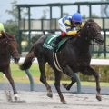 【先週のJRA抹消馬】ダート短距離重賞3勝のドンフランキー、昨年の六甲Sを制したボルザコフスキーなど