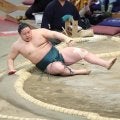 十両・三田が休場 右膝前十字靱帯損傷