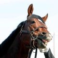 パンジャタワーなどオーストラリア遠征馬４頭が帰国　ＪＲＡ競馬学校で検疫へ