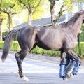 【注目馬動向】今年のダービー馬クロワデュノール帰厩　ジャパンＣでの復帰目指す　斉藤崇調教師「行けるなら行きたい」