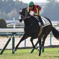 【エリザベス女王杯】18頭の香港馬名・馬名意味を紹介！『毛茸茸』『北島名花』はどの馬？