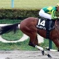 【注目馬動向】オキザリス賞を圧勝のサトノボヤージュはカトレアＳへ　鞍上は戸崎圭太騎手