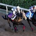 【武蔵野Ｓ】「馬なりでしたが良かった」１０戦連続で騎乗する藤岡佑介騎手はペプチドナイルに手応え