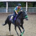【注目馬動向・３歳＆古馬】ルガルは西村淳とのコンビ復活で京阪杯へ　ダノンマッキンリーは香港スプリント視野