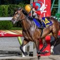 半兄は東京ダービー馬のラムジェット タイキブリッツェンがデビュー勝ちなるか