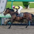 【武蔵野S予想】芝スタートのワンターン チャンピオンズCとは切り分けて考えたい一戦