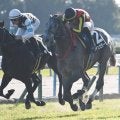 【黄菊賞結果】ノチェセラーダがゴール前で差し切り2連勝