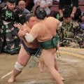 新十両の藤凌駕が勝ち越し　大の里、尊富士らに続いた　８勝すべて押し出し