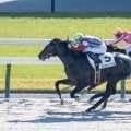 【新馬/京都4R】コパノキッキング半弟、メルカントゥールがデビューV