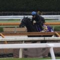 クロワデュノール、ジャパンC1週前追い切り速報/栗東トレセンニュース