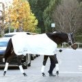 【チャンピオンズＣ・考察】好枠のアウトレンジ乾いた馬場で巻き返しあるぞ　３番枠のメイショウハリオも気になる